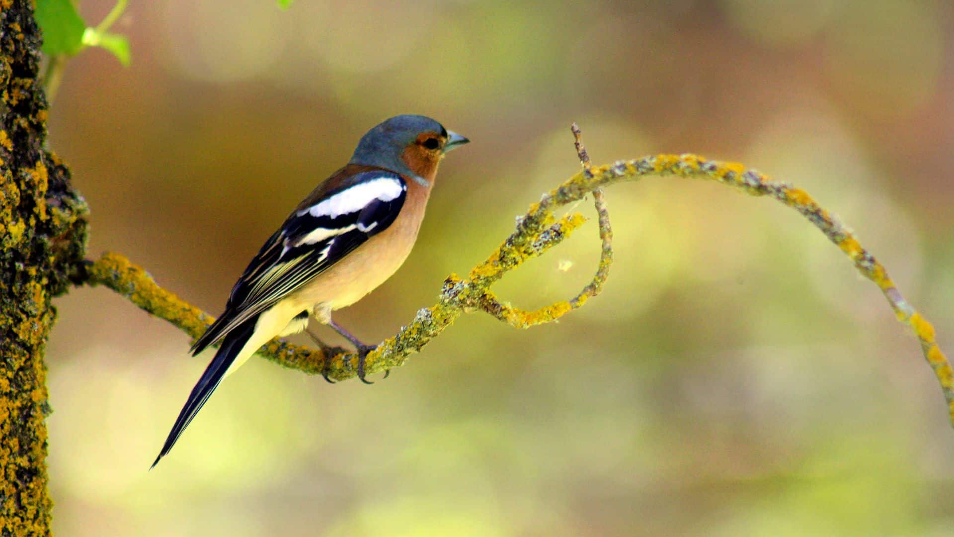 A small bird perched on a mossy branch.