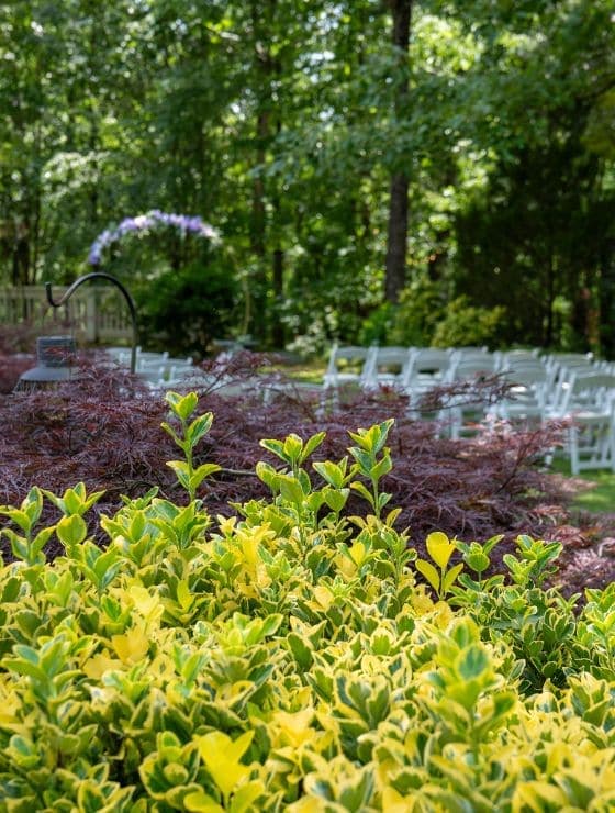Lush green and yellow foliage in the foreground with white chairs set up for an outdoor event in a serene garden.
